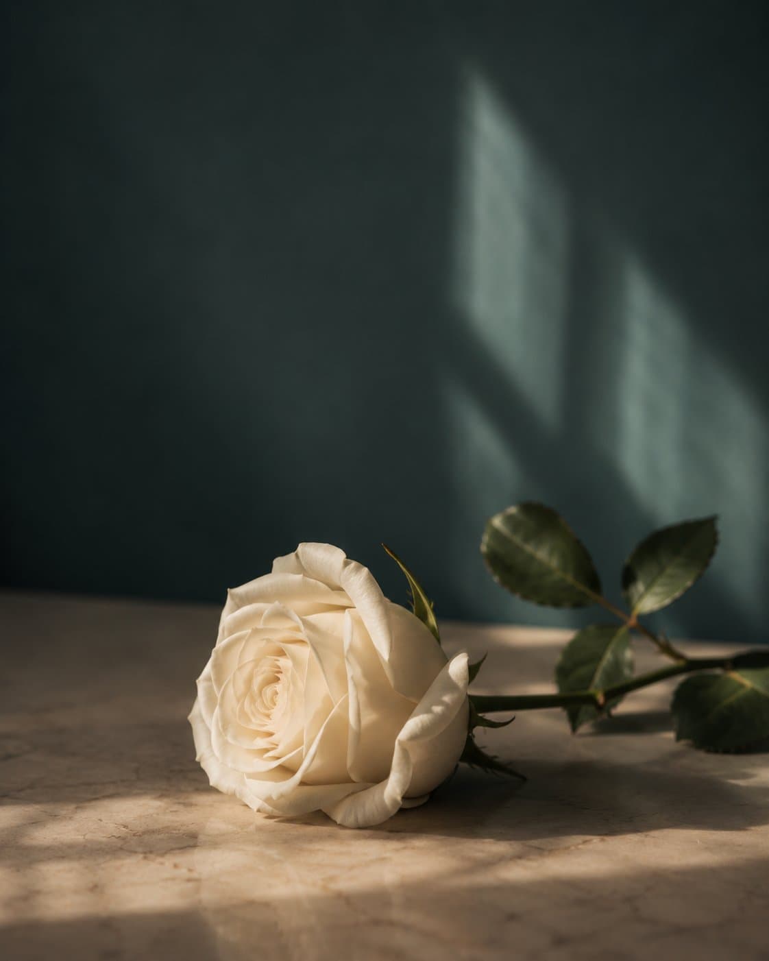 A white rose laid on stone, the house emblem in still life